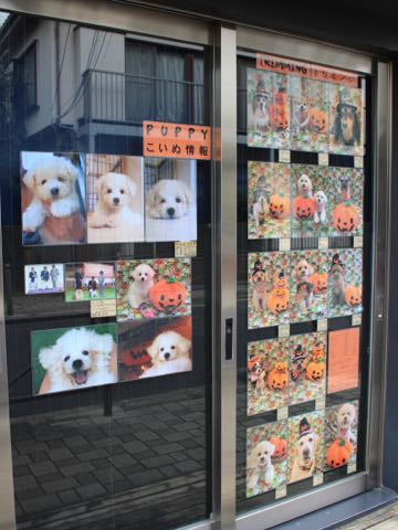 ダックスペットホテル様子おさんぽ犬おあずかり文京区フントヒュッテ東京ダックストリミング画像都内ペットホテル駒込カニヘンダックスカニンヘンダックス_93.jpg