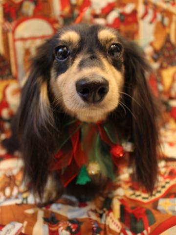 ダックスペットホテル様子おさんぽ犬おあずかり文京区フントヒュッテ東京ダックストリミング画像都内ペットホテル駒込カニヘンダックスカニンヘンダックス_95.jpg
