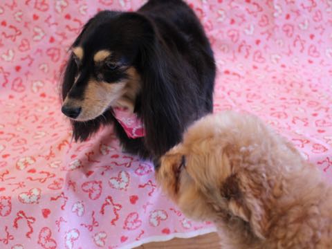 ダックスペットホテル様子おさんぽ犬おあずかり文京区フントヒュッテ東京ダックストリミング画像都内ペットホテル駒込カニヘンダックスカニンヘンダックス_99.jpg