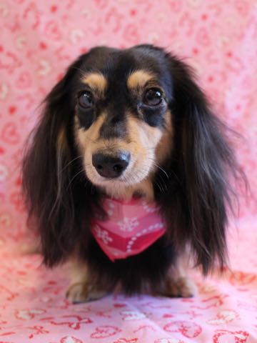ダックスペットホテル様子おさんぽ犬おあずかり文京区フントヒュッテ東京ダックストリミング画像都内ペットホテル駒込カニヘンダックスカニンヘンダックス_100.jpg