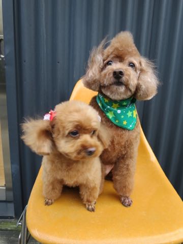 トイ・プードルモヒカンカット画像トイプードルトリミング文京区フントヒュッテ犬歯垢歯石除去歯磨きゼオライトデンタルケア犬温泉東京_23.jpg