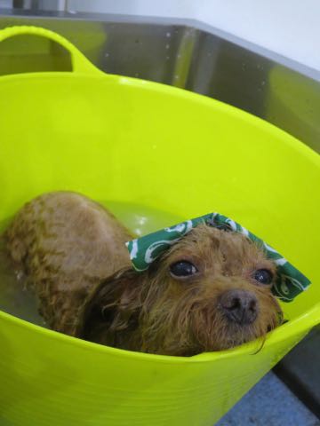 トイ・プードルモヒカンカット画像トイプードルトリミング文京区フントヒュッテ犬歯垢歯石除去歯磨きゼオライトデンタルケア犬温泉東京_27.jpg