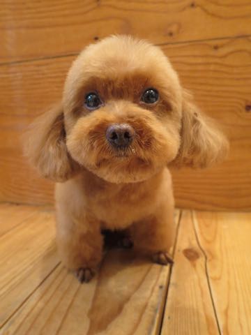 トイ・プードルモヒカンカット画像トイプードルトリミング文京区フントヒュッテ犬歯垢歯石除去歯磨きゼオライトデンタルケア犬温泉東京_28.jpg