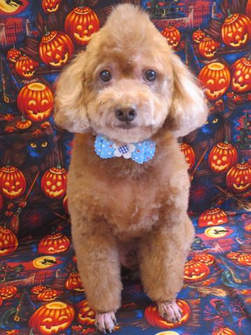 トイ・プードルモヒカンカット画像トイプードルトリミング文京区フントヒュッテ犬歯垢歯石除去歯磨きゼオライトデンタルケア犬温泉東京_33.jpg