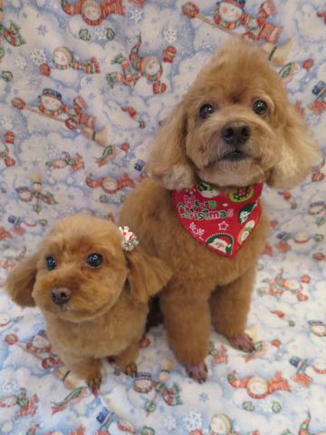 トイ・プードルモヒカンカット画像トイプードルトリミング文京区フントヒュッテ犬歯垢歯石除去歯磨きゼオライトデンタルケア犬温泉東京_43.jpg