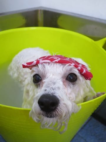 ビションフリーゼトリミング文京区フントヒュッテ駒込ビションカットスタイル画像犬歯磨き歯垢歯石除去ゼオライトデンタルケア東京犬温泉効能_11.jpg