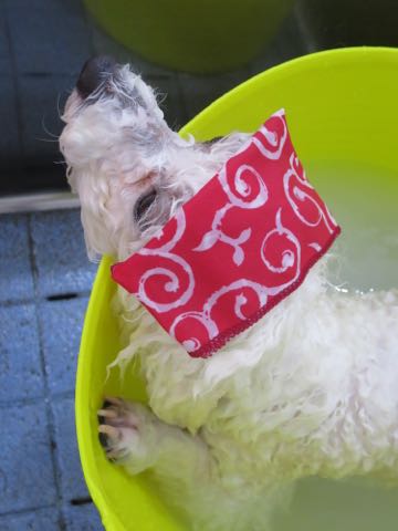 ビションフリーゼトリミング文京区フントヒュッテ駒込ビションカットスタイル画像犬歯磨き歯垢歯石除去ゼオライトデンタルケア東京犬温泉効能_12.jpg