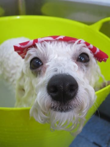 ビションフリーゼトリミング文京区フントヒュッテ駒込ビションカットスタイル画像犬歯磨き歯垢歯石除去ゼオライトデンタルケア東京犬温泉効能_13.jpg