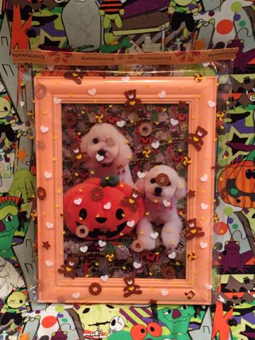 ビションフリーゼトリミング文京区フントヒュッテ駒込hundehutteビション子犬トリミング都内こいぬビションチャンピオン犬血統毛量東京かわいいビション画像_13.jpg