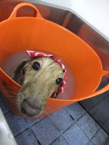 ダックスフントミニチュアトリミング都内フントヒュッテ駒込犬の歯みがき画像文京区歯垢歯石除去歯磨きゼオライトデンタルケア犬温泉東京_66.jpg