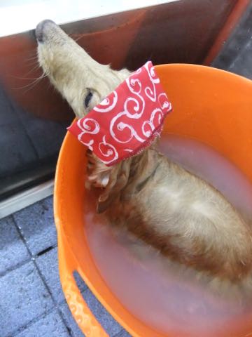 ダックスフントミニチュアトリミング都内フントヒュッテ駒込犬の歯みがき画像文京区歯垢歯石除去歯磨きゼオライトデンタルケア犬温泉東京_67.jpg
