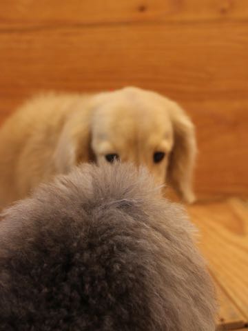 ダックスフントミニチュアトリミング都内フントヒュッテ駒込犬の歯みがき画像文京区歯垢歯石除去歯磨きゼオライトデンタルケア犬温泉東京_68.jpg