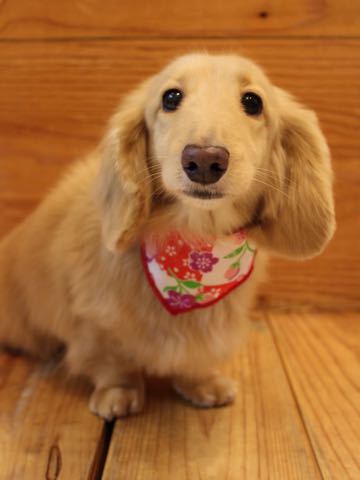 ダックスフントミニチュアトリミング都内フントヒュッテ駒込犬の歯みがき画像文京区歯垢歯石除去歯磨きゼオライトデンタルケア犬温泉東京_70.jpg