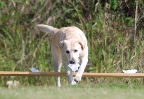 試験に挑戦するきな子=香川県丸亀市の県警察犬訓練場で.jpg