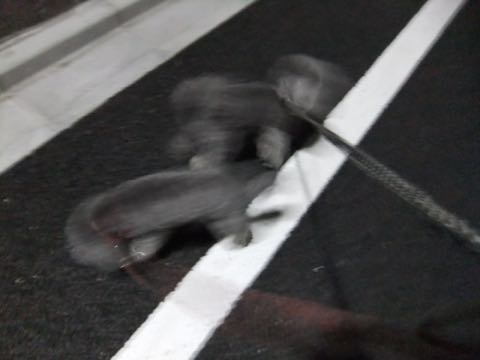トイプードルトリミング都内フントヒュッテ駒込トイプーカット画像文京区犬歯磨き歯垢歯石除去ゼオライトデンタルケア東京ペットホテル犬ハーブパック効果_186.jpg