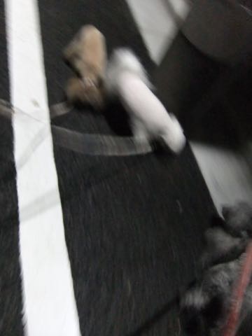 トイプードルトリミング都内フントヒュッテ駒込トイプーカット画像文京区犬歯磨き歯垢歯石除去ゼオライトデンタルケア東京ペットホテル犬ハーブパック効果_187.jpg