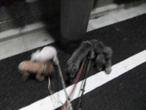 トイプードルトリミング都内フントヒュッテ駒込トイプーカット画像文京区犬歯磨き歯垢歯石除去ゼオライトデンタルケア東京ペットホテル犬ハーブパック効果_190.jpg