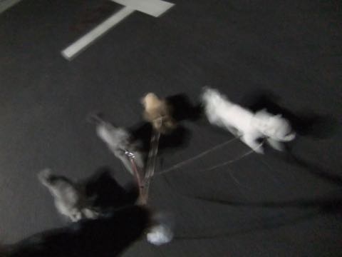 トイプードルトリミング都内フントヒュッテ駒込トイプーカット画像文京区犬歯磨き歯垢歯石除去ゼオライトデンタルケア東京ペットホテル犬ハーブパック効果_192.jpg