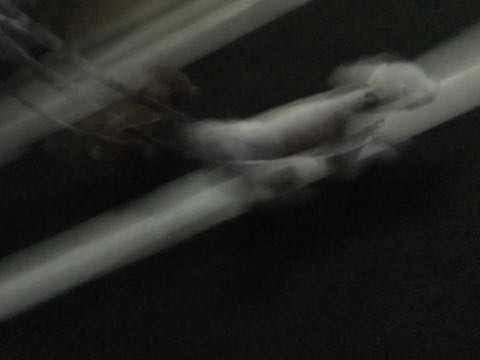 トイ・プードル極小サイズティーカッププードル東京トイプードルトリミング画像フントヒュッテ駒込ビションフリーゼトリミング文京区ペットホテル都内_151.jpg