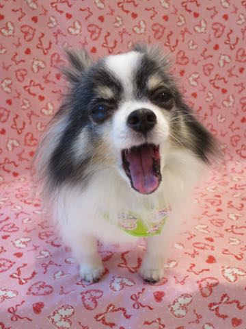 チワワトリミング文京区フントヒュッテ駒込犬歯垢歯石除去犬歯磨きゼオライトデンタルケア東京チワワ温泉画像チワワトリミング料金_9.jpg