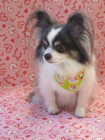 チワワトリミング文京区フントヒュッテ駒込犬歯垢歯石除去犬歯磨きゼオライトデンタルケア東京チワワ温泉画像チワワトリミング料金_10.jpg