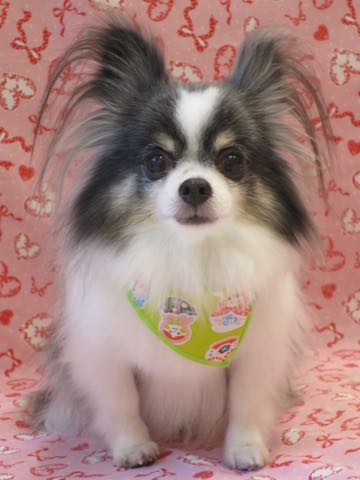 チワワトリミング文京区フントヒュッテ駒込犬歯垢歯石除去犬歯磨きゼオライトデンタルケア東京チワワ温泉画像チワワトリミング料金_11.jpg