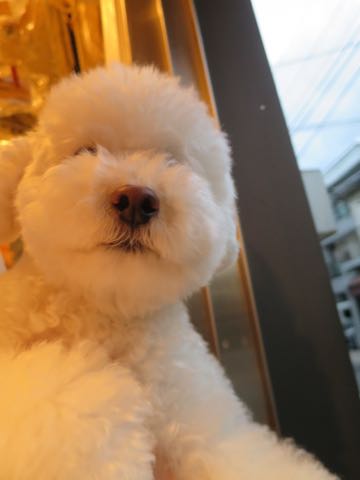 トイ・プードルペットホテル様子おさんぽ犬おあずかり文京区フントヒュッテ東京トイプードルトリミング画像都内ペットホテル駒込_42.jpg