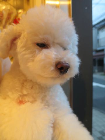 トイ・プードルペットホテル様子おさんぽ犬おあずかり文京区フントヒュッテ東京トイプードルトリミング画像都内ペットホテル駒込_43.jpg