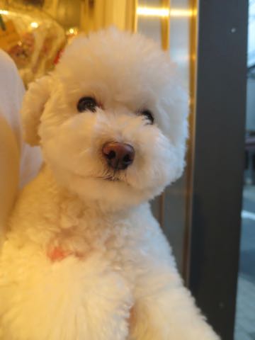 トイ・プードルペットホテル様子おさんぽ犬おあずかり文京区フントヒュッテ東京トイプードルトリミング画像都内ペットホテル駒込_44.jpg