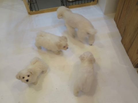 トイ・プードルペットホテル様子おさんぽ犬おあずかり文京区フントヒュッテ東京トイプードルトリミング画像都内ペットホテル駒込_45.jpg