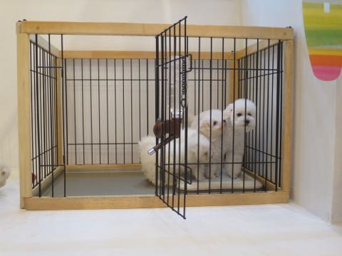 トイ・プードルペットホテル様子おさんぽ犬おあずかり文京区フントヒュッテ東京トイプードルトリミング画像都内ペットホテル駒込_46.jpg