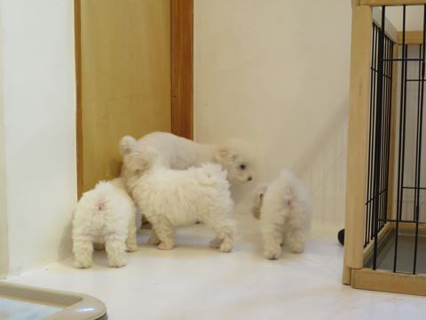 トイ・プードルペットホテル様子おさんぽ犬おあずかり文京区フントヒュッテ東京トイプードルトリミング画像都内ペットホテル駒込_47.jpg