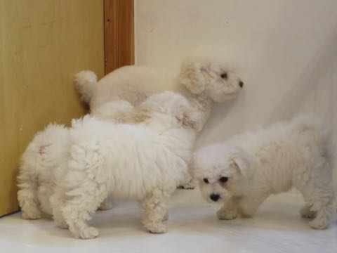 トイ・プードルペットホテル様子おさんぽ犬おあずかり文京区フントヒュッテ東京トイプードルトリミング画像都内ペットホテル駒込_48.jpg