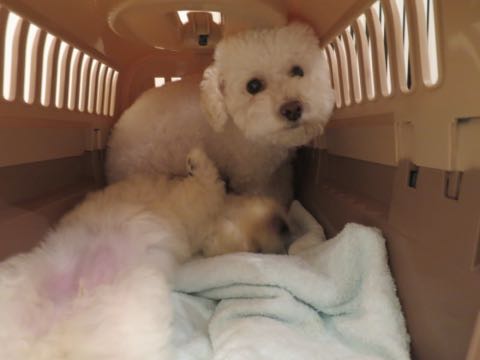 トイ・プードルペットホテル様子おさんぽ犬おあずかり文京区フントヒュッテ東京トイプードルトリミング画像都内ペットホテル駒込_49.jpg