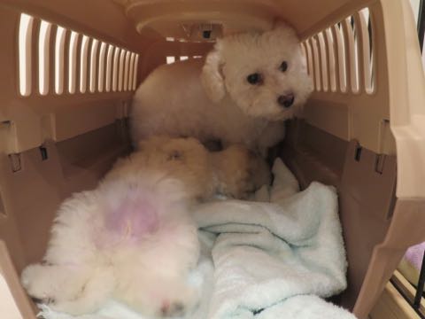 トイ・プードルペットホテル様子おさんぽ犬おあずかり文京区フントヒュッテ東京トイプードルトリミング画像都内ペットホテル駒込_50.jpg