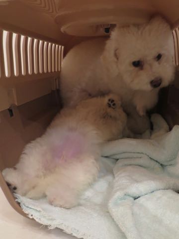 トイ・プードルペットホテル様子おさんぽ犬おあずかり文京区フントヒュッテ東京トイプードルトリミング画像都内ペットホテル駒込_51.jpg