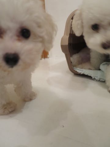 トイ・プードルペットホテル様子おさんぽ犬おあずかり文京区フントヒュッテ東京トイプードルトリミング画像都内ペットホテル駒込_52.jpg