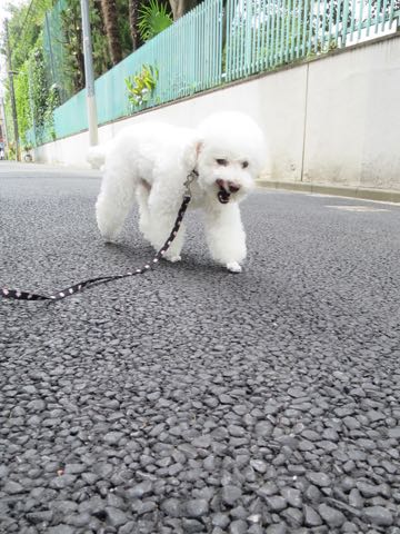 トイ・プードルペットホテル様子おさんぽ犬おあずかり文京区フントヒュッテ東京トイプードルトリミング画像都内ペットホテル駒込_53.jpg