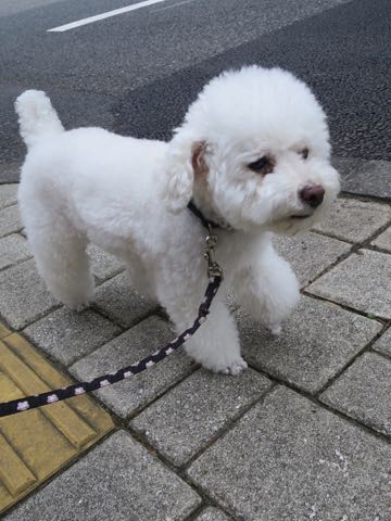 トイ・プードルペットホテル様子おさんぽ犬おあずかり文京区フントヒュッテ東京トイプードルトリミング画像都内ペットホテル駒込_54.jpg