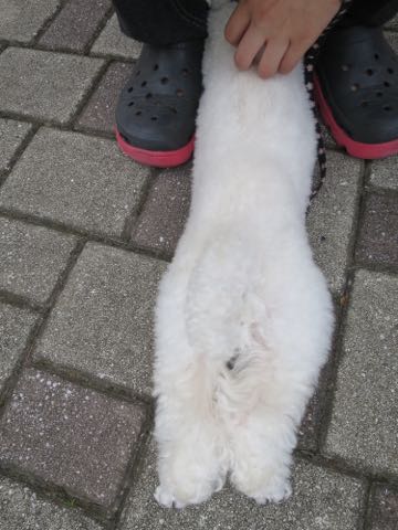 トイ・プードルペットホテル様子おさんぽ犬おあずかり文京区フントヒュッテ東京トイプードルトリミング画像都内ペットホテル駒込_55.jpg