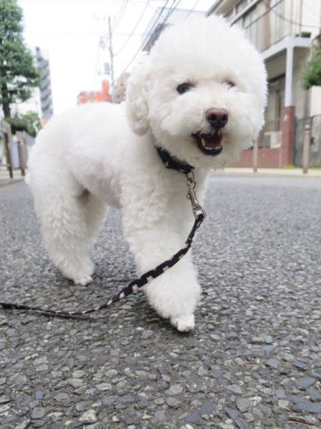 トイ・プードルペットホテル様子おさんぽ犬おあずかり文京区フントヒュッテ東京トイプードルトリミング画像都内ペットホテル駒込_57.jpg