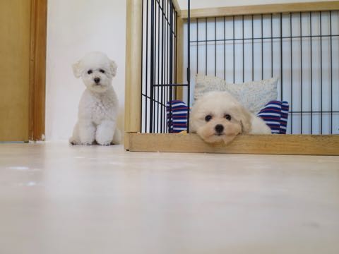 トイ・プードルペットホテル様子おさんぽ犬おあずかり文京区フントヒュッテ東京トイプードルトリミング画像都内ペットホテル駒込_59.jpg