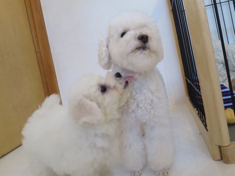 トイ・プードルペットホテル様子おさんぽ犬おあずかり文京区フントヒュッテ東京トイプードルトリミング画像都内ペットホテル駒込_66.jpg