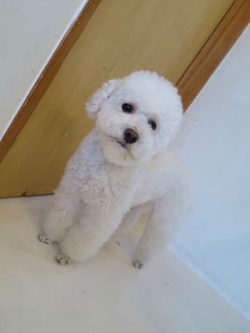 トイ・プードルペットホテル様子おさんぽ犬おあずかり文京区フントヒュッテ東京トイプードルトリミング画像都内ペットホテル駒込_68.jpg