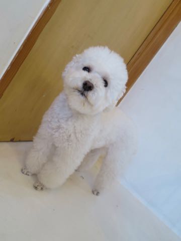 トイ・プードルペットホテル様子おさんぽ犬おあずかり文京区フントヒュッテ東京トイプードルトリミング画像都内ペットホテル駒込_69.jpg