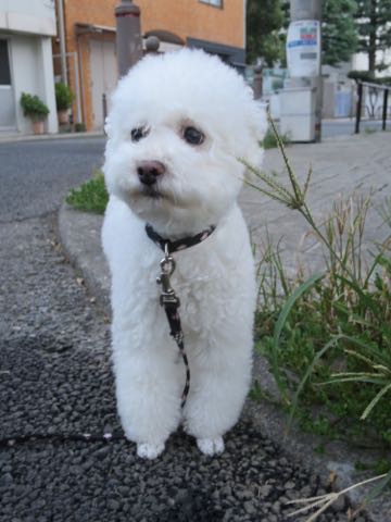 トイ・プードルペットホテル様子おさんぽ犬おあずかり文京区フントヒュッテ東京トイプードルトリミング画像都内ペットホテル駒込_71.jpg