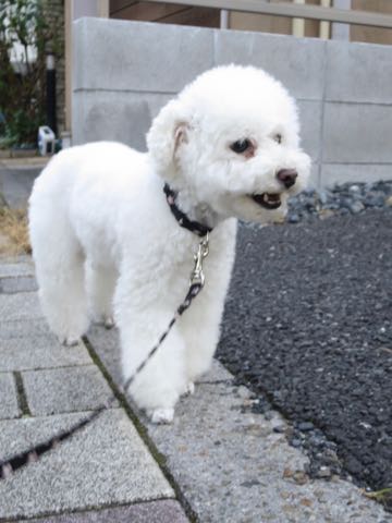 トイ・プードルペットホテル様子おさんぽ犬おあずかり文京区フントヒュッテ東京トイプードルトリミング画像都内ペットホテル駒込_72.jpg