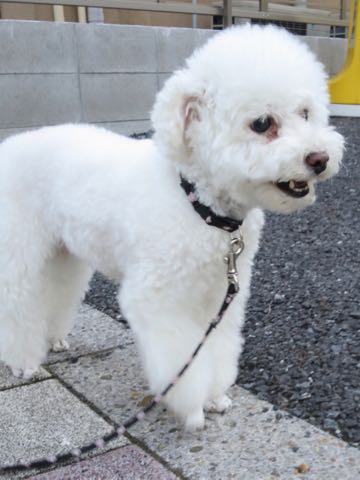トイ・プードルペットホテル様子おさんぽ犬おあずかり文京区フントヒュッテ東京トイプードルトリミング画像都内ペットホテル駒込_73.jpg