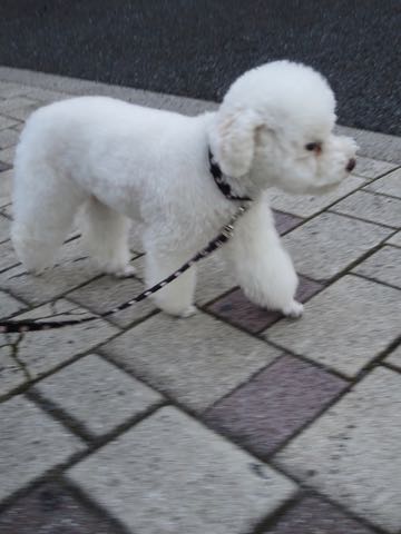 トイ・プードルペットホテル様子おさんぽ犬おあずかり文京区フントヒュッテ東京トイプードルトリミング画像都内ペットホテル駒込_74.jpg