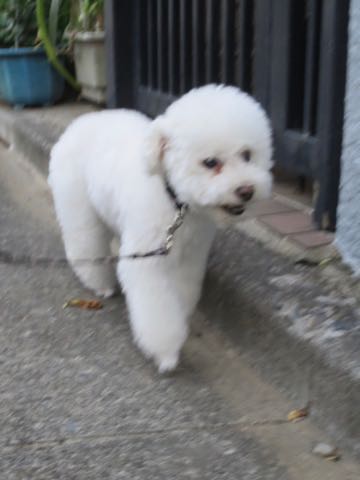 トイ・プードルペットホテル様子おさんぽ犬おあずかり文京区フントヒュッテ東京トイプードルトリミング画像都内ペットホテル駒込_75.jpg